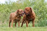 DOGUE DE BORDEAUX 076